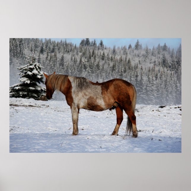 Palomino Paint Horse and Snow Equine Foto Poster (Vorne)