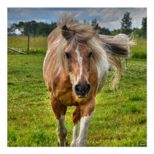 Palomino Paint Horse & Field Foto Poster