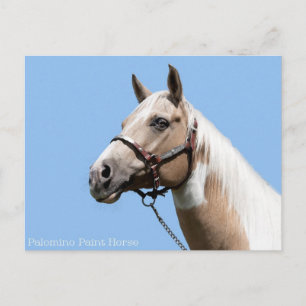 Palomino Paint Horse Portrait Postkarte