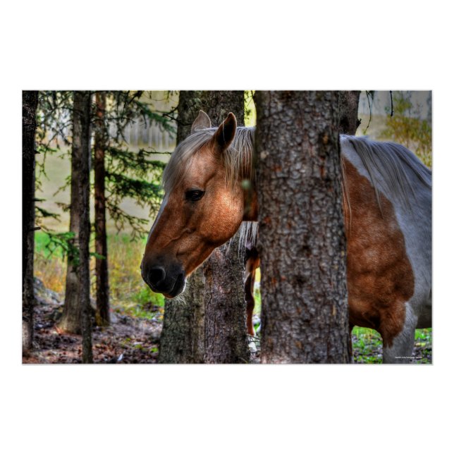 Palomino Paint Stallion & Forest Equine Foto Poster (Vorderseite)
