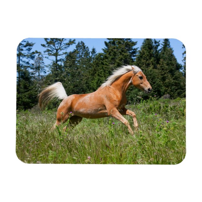 Palomino Pferd durch eine Wiese Magnet (Horizontal)