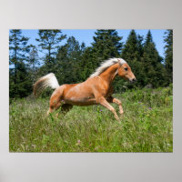 Palomino Pferd durch eine Wiese