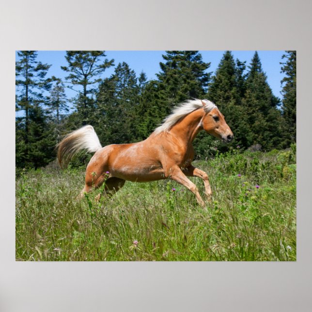 Palomino Pferd durch eine Wiese Poster (Vorne)