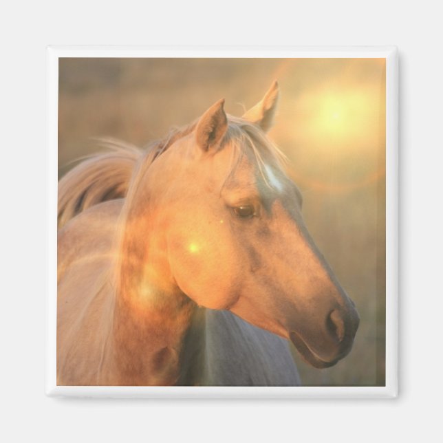 Palomino Pferd im hellen Platz Magnet (Vorne)