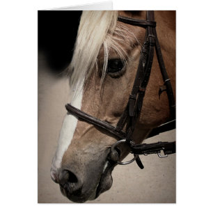 Palomino Pferd in Bridle