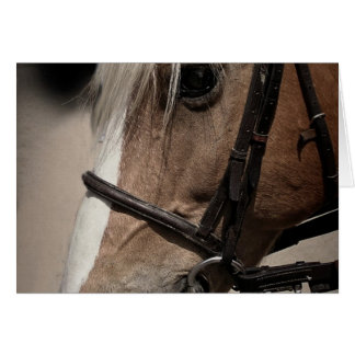 Palomino Pferd in Bridle