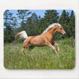 Palomino-Pferd läuft durch eine Wiese Mousepad