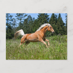 Palomino-Pferd läuft durch eine Wiese Postkarte