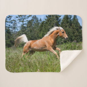 Palomino-Pferd läuft durch eine Wiese Sherpadecke