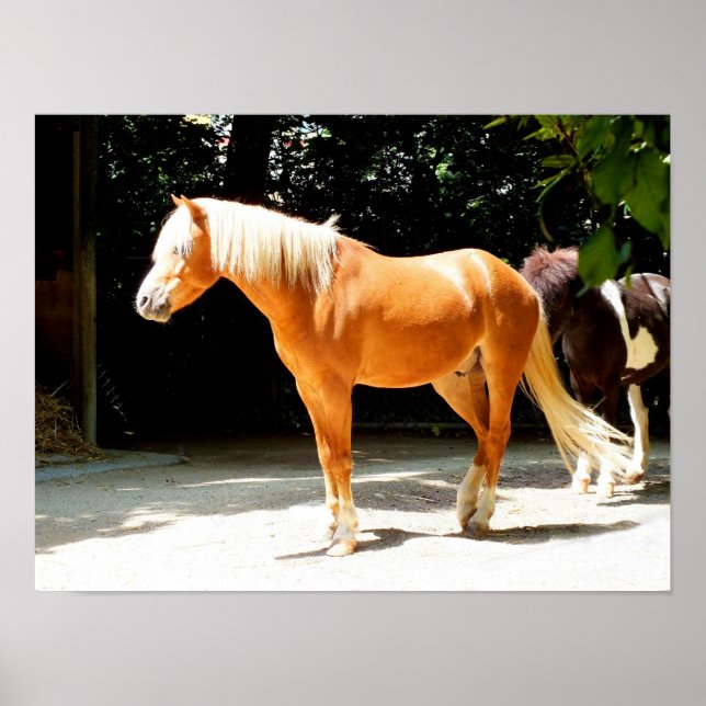 Palomino-Pferd Poster (Vorne)