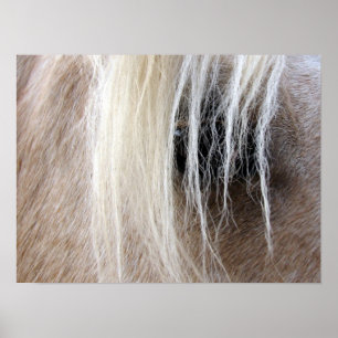 Palomino Pferd Poster