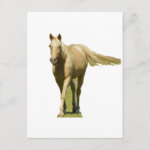 Palomino Pferd Postkarte