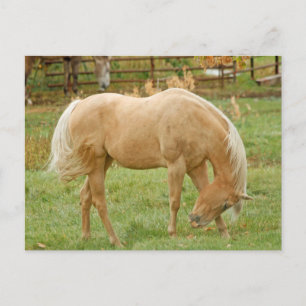 Palomino Pferd Postkarte