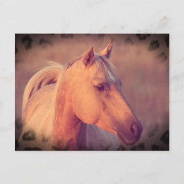 Palomino Pferd Postkarte (Vorderseite)