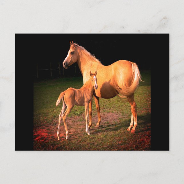 Palomino Pferd und Colt Postcard Postkarte (Vorderseite)