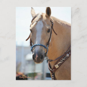 Palomino Pic Postkarte