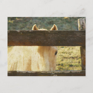 Palomino pinkelt durch den Zaun Postkarte