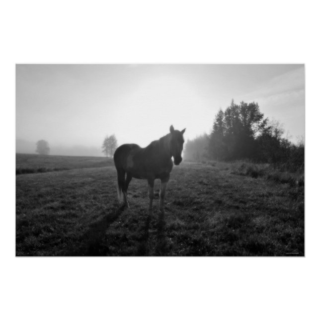 Palomino Pinto Pferd bei Sonnenaufgang Equine B&W  Poster (Vorderseite)