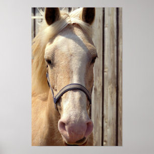 Palomino-Pony-Plakat-Druck Poster