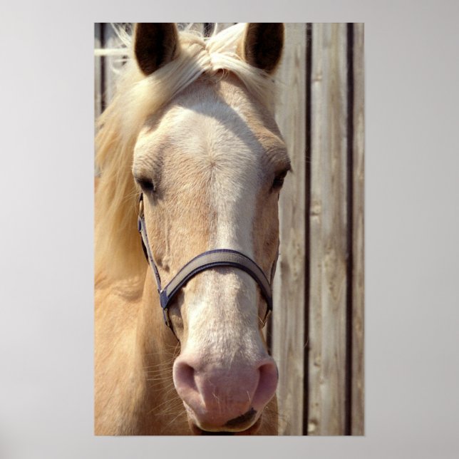 Palomino Pony Poster Print (Vorne)