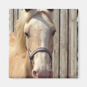 Palomino-Pony-Quadrat-Magnet Magnet