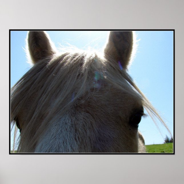 Palomino Poster (Vorne)