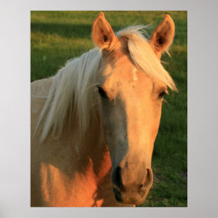 Palomino Poster