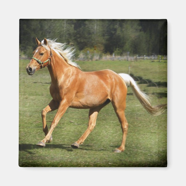 Palomino-Power Magnet (Vorne)