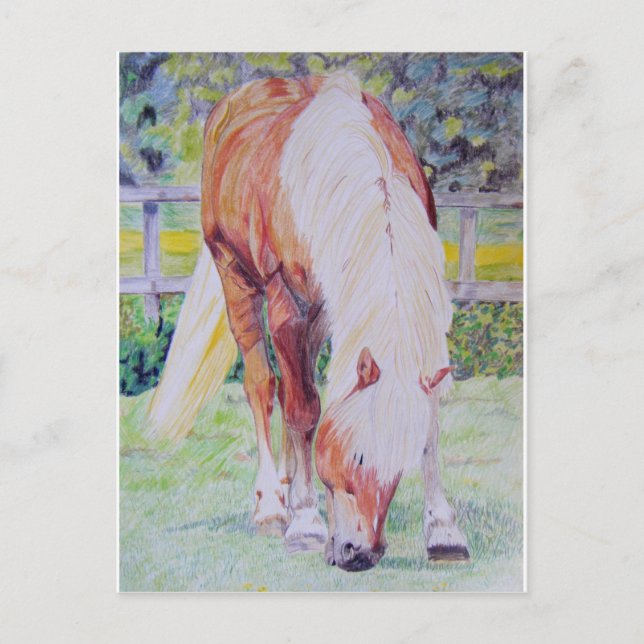 Palomino Princess Postkarte (Vorderseite)