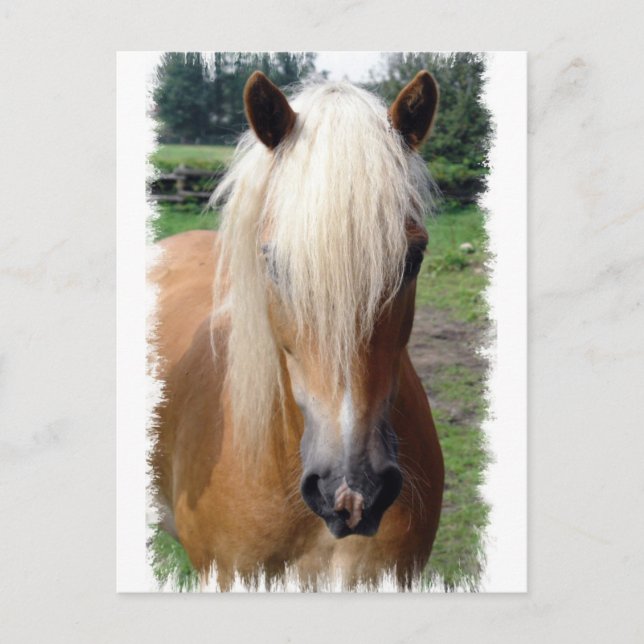 Palomino Quarter Horse Postkarte (Vorderseite)