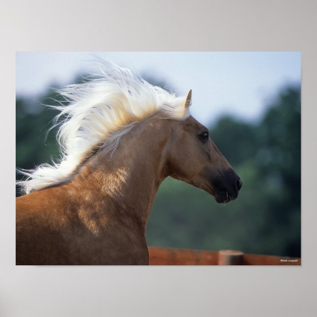 Palomino Rocky Mountain Horse Headshot Poster (Vorne)