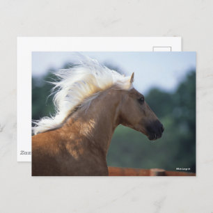 Palomino Rocky Mountain Horse Headshot Postkarte