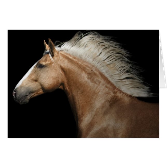 Palomino Stallion (Vorderseite (Horizontal))