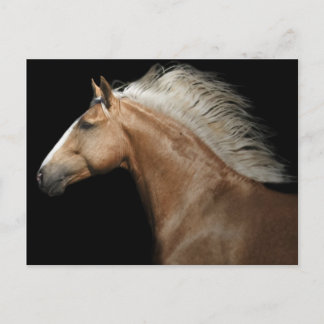 Palomino Stallion Postkarte