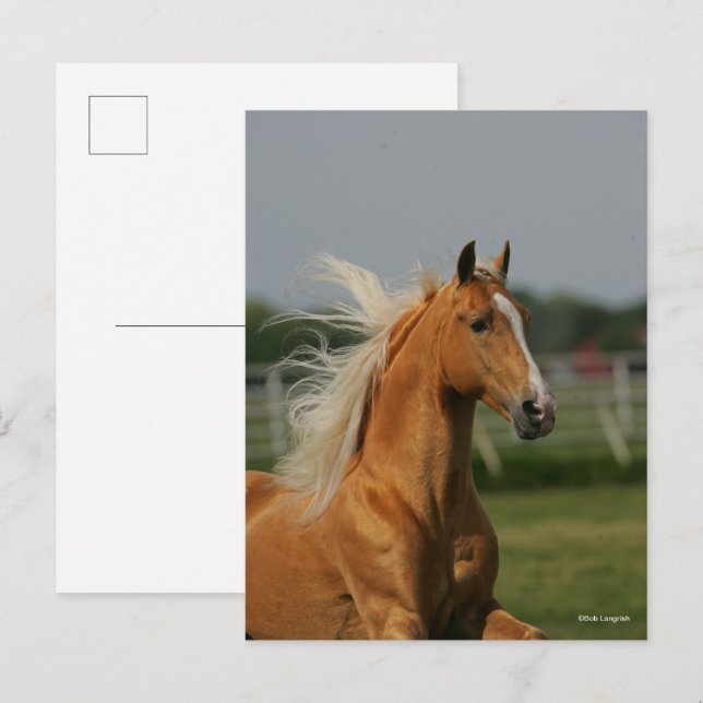 Palomino Tennesee Wanderung Pferdeschlitten Postkarte (Vorne/Hinten)