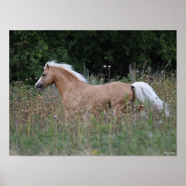 Palomino Walisischer Pony, die in langen Gras läuf Poster (Vorne)