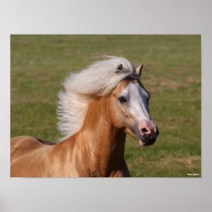 Palomino Welsh Pony Headhot Mane Flows Poster
