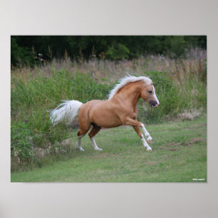 Palomino Welsh Pony Stallion Running Poster