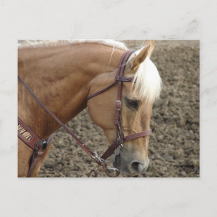 Palomino Western Postkarte