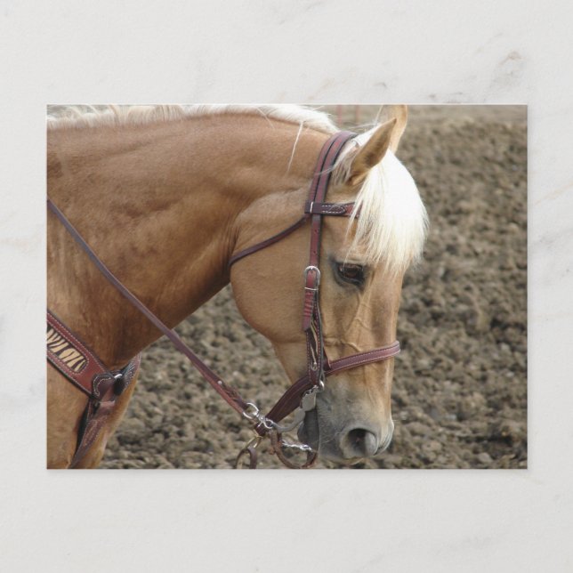 Palomino Western Postkarte (Vorderseite)