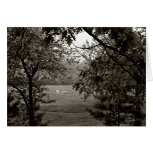 Palominos gerahmt in der Eiche