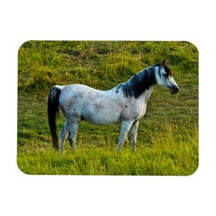 Palouse-Pferd, Colfax, Palouse-Gebiet, Washington Magnet