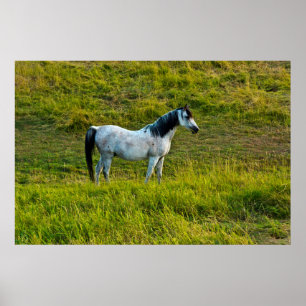 Palouse-Pferd, Colfax, Palouse-Gebiet, Washington Poster