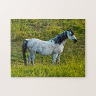 Palouse-Pferd, Colfax, Palouse-Gebiet, Washington Puzzle