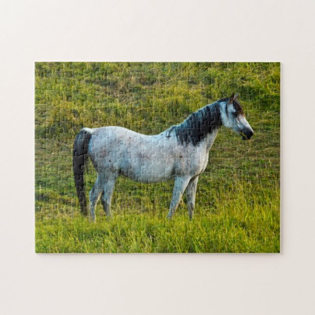 Palouspferd, Colfax, Palouse Area, Washington Puzzle (Horizontal)