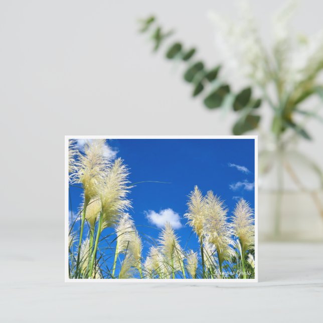 Pampas Grass Postkarte (Stehend Vorderseite)