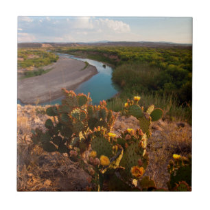Pampelmuse (Opuntia Sp.) Fliese