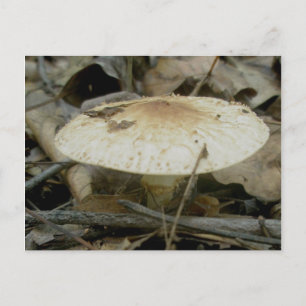 Pancake Mushroom Postcard Postkarte