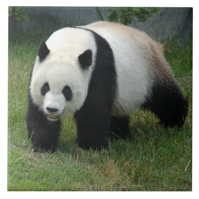 panda114 fliese (Vorderseite)