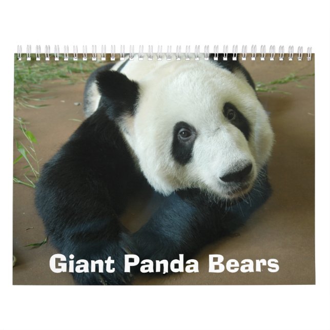 panda118, Panda-Bären Kalender (Titelbild)